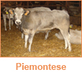 Piemontese