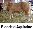 Blonde d'Aquitaine