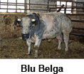 Blu Belga