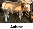 Aubrac